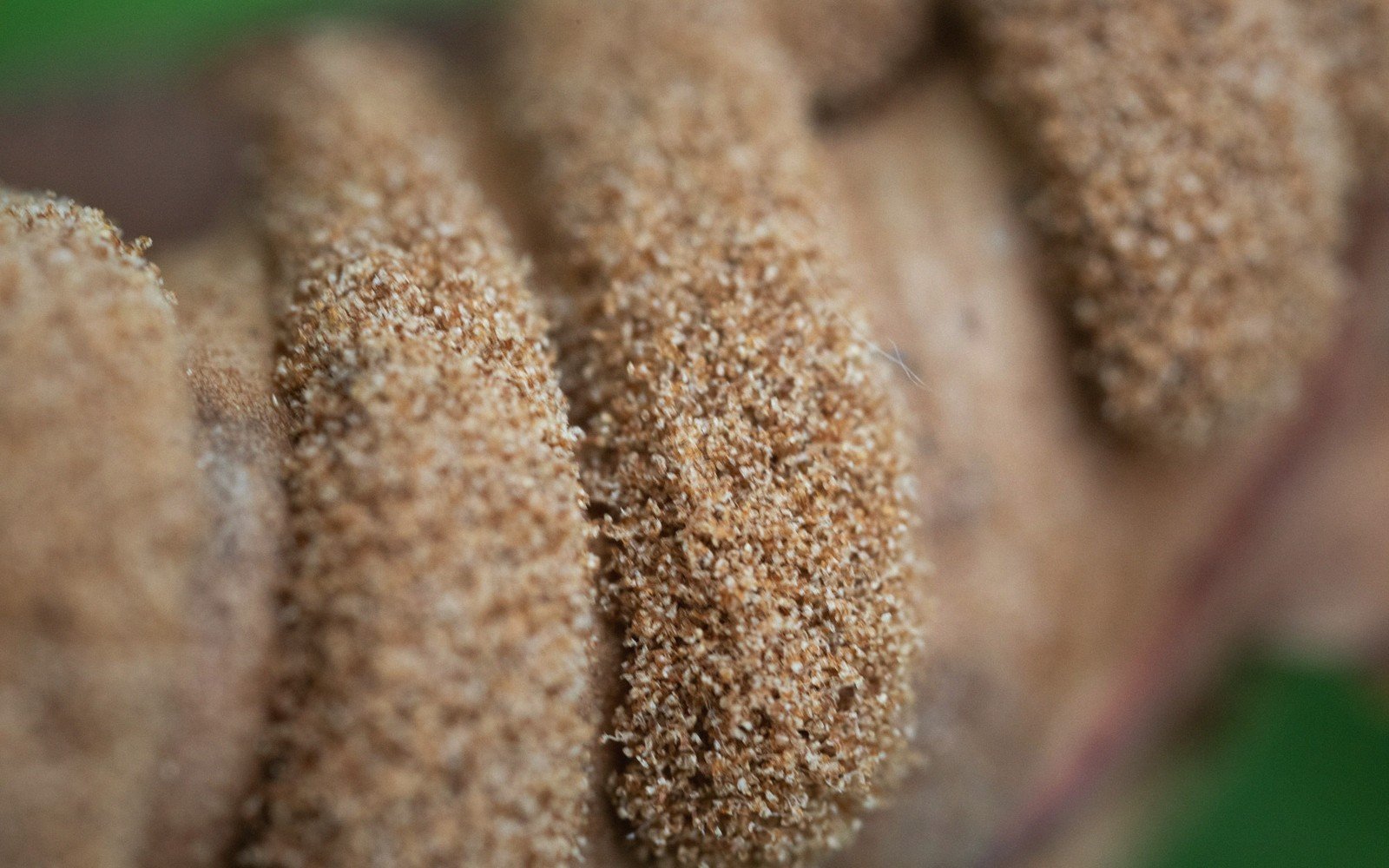 Sesame-crusted simit rings